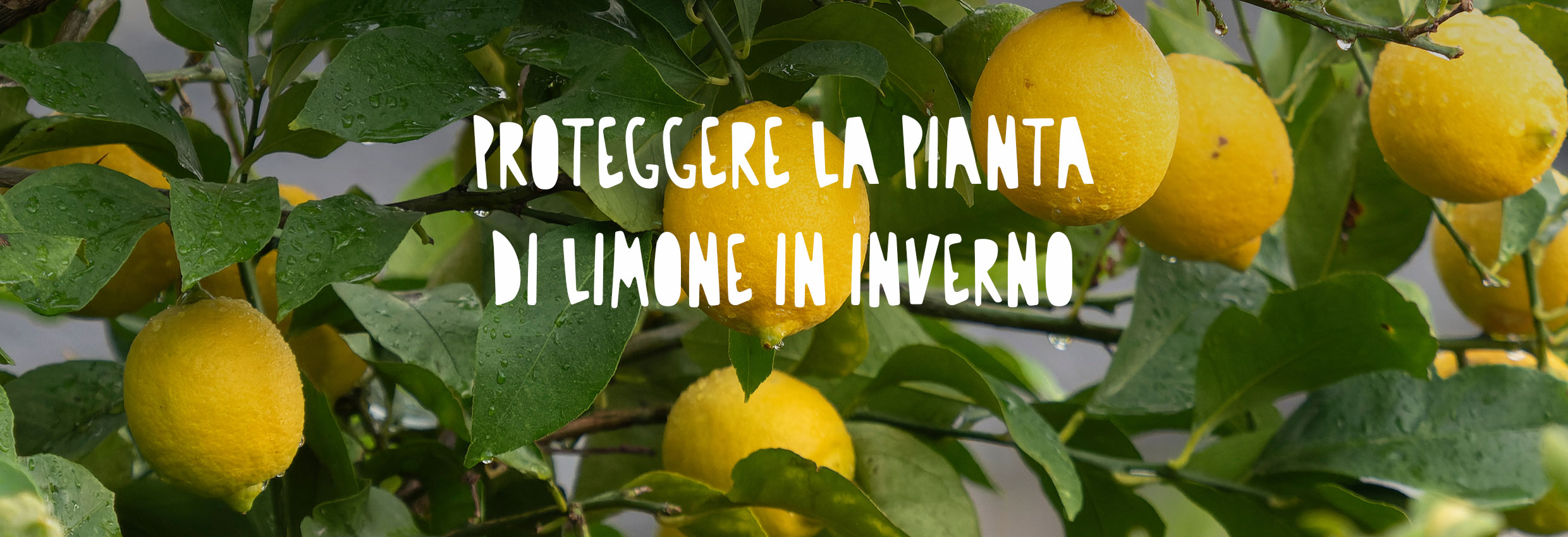 Dettaglio di una pianta di limoni