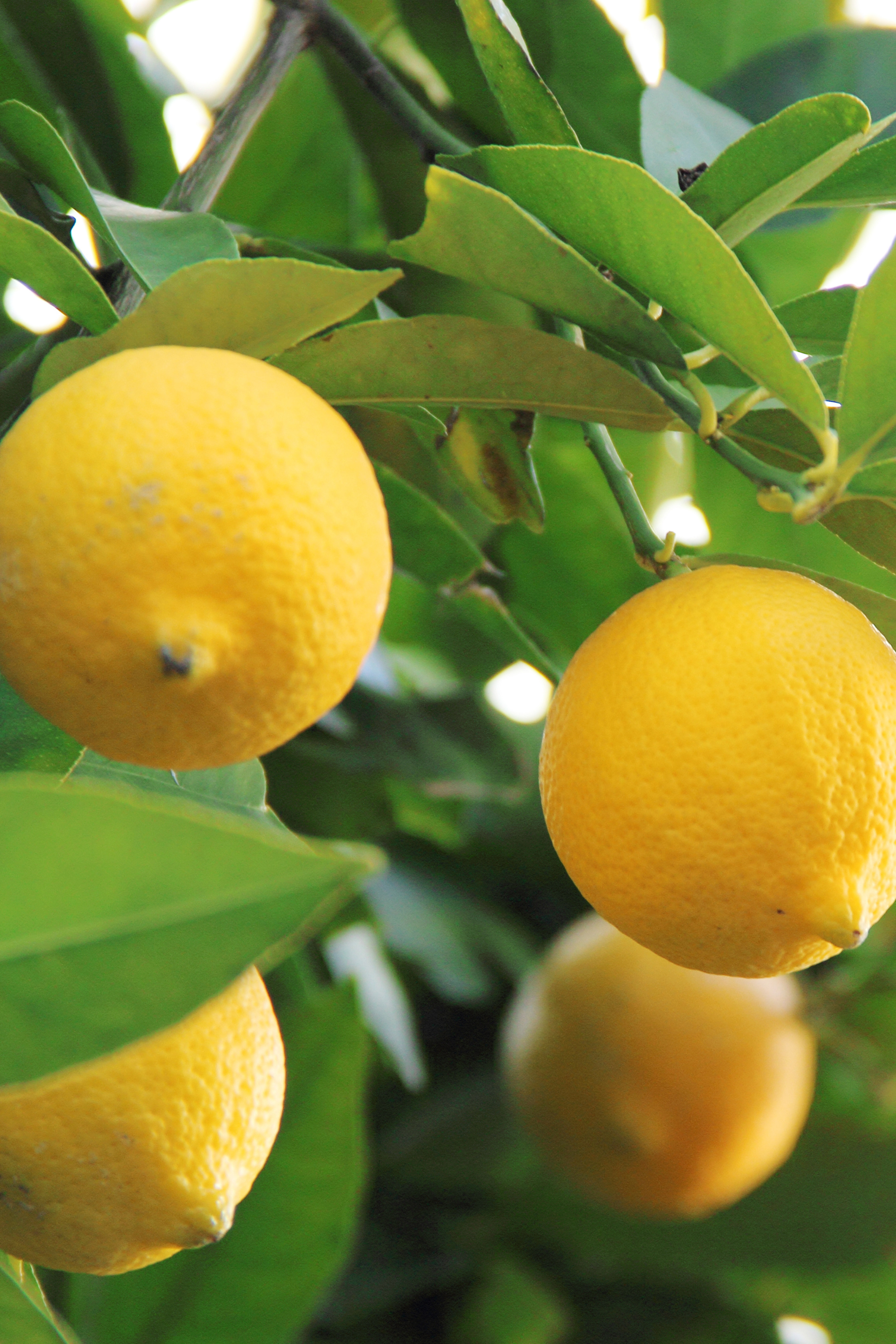 Dettaglio di una pianta di limoni