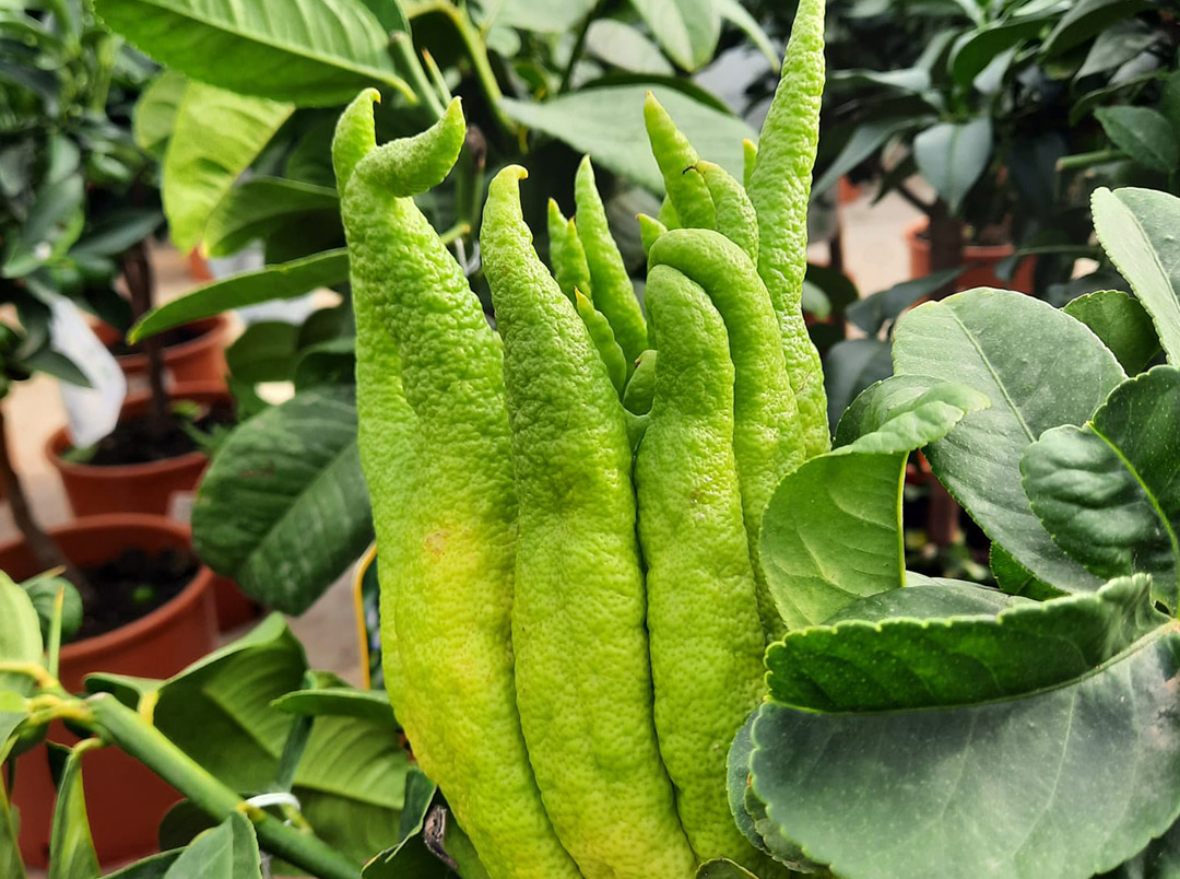 Frutto della pianta mano di budda