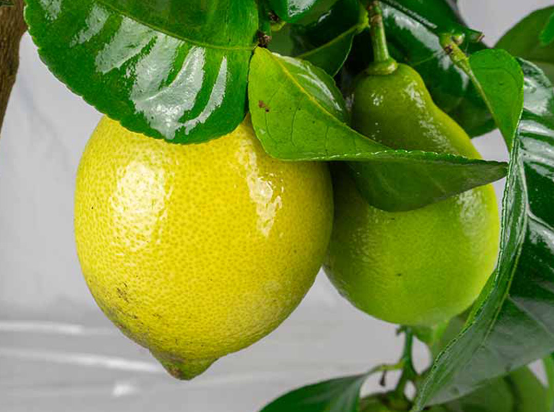 Frutto del limone carrubaro
