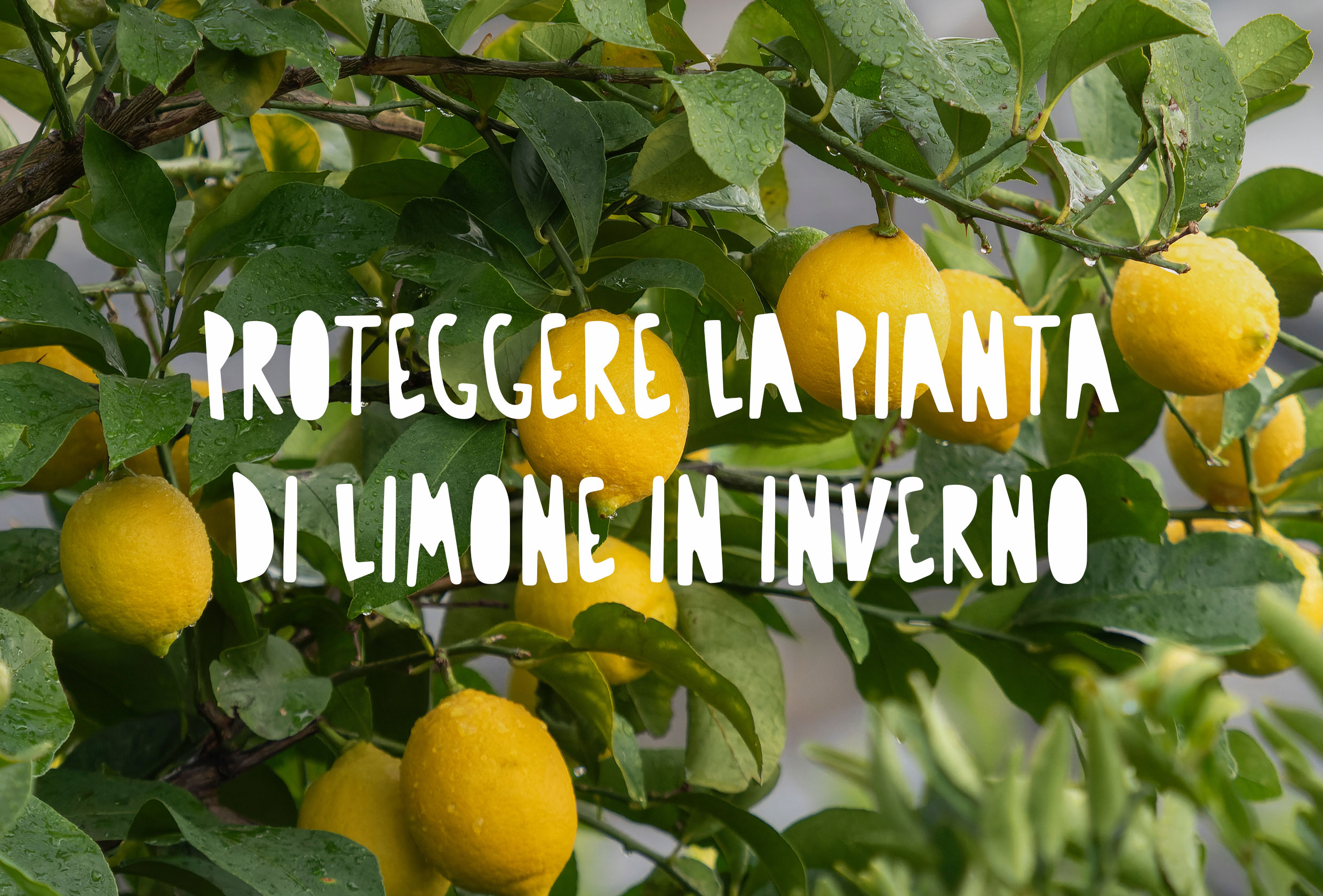 Dettaglio di una pianta di limoni