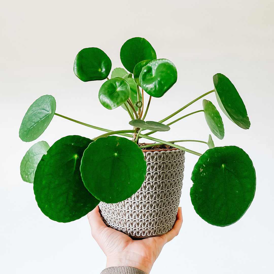 Pilea Peperomioides (Pianta Delle Monete) In Vaso Terracotta - 25 Cm Di Stile Per La Tua Casa!