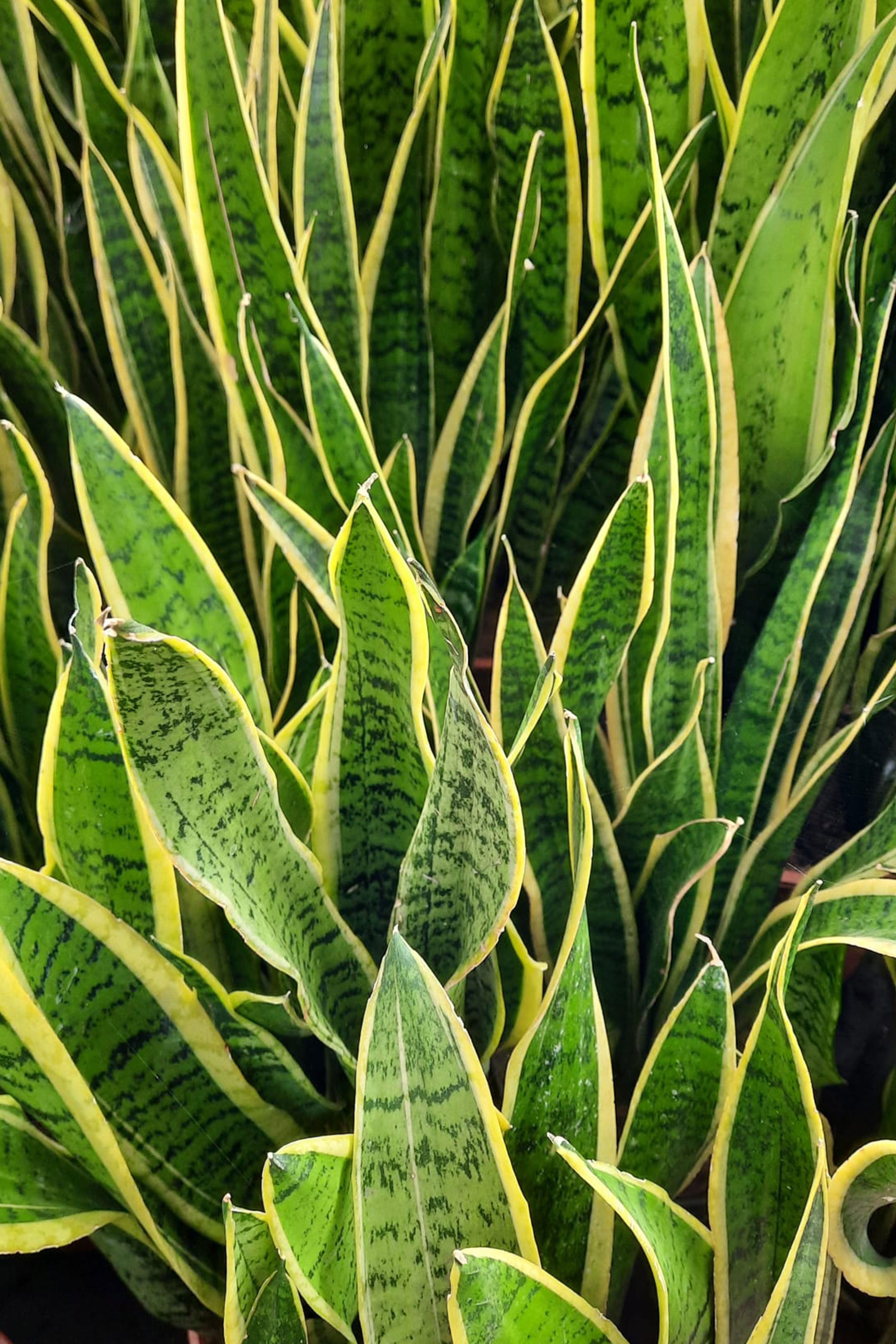 sansevieria piante