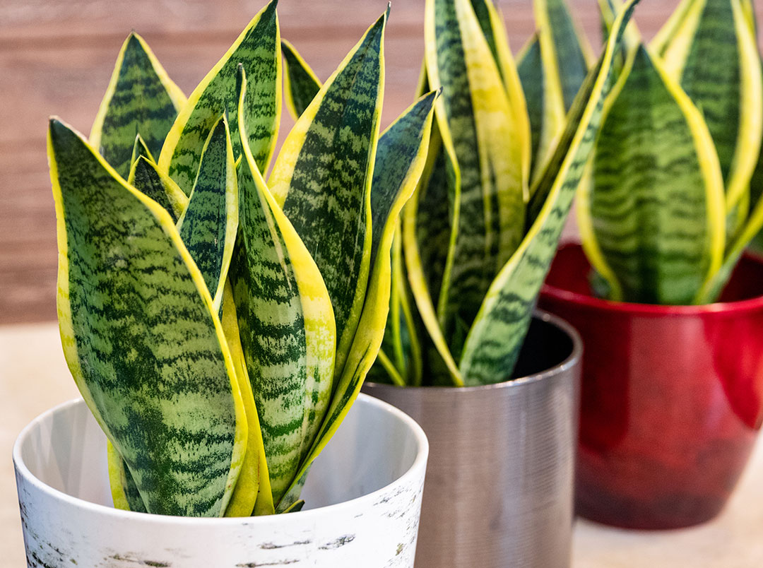 sansevieria in vaso