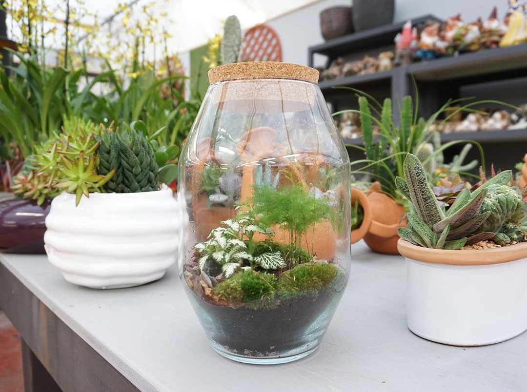 terrarium composizione di piante grasse