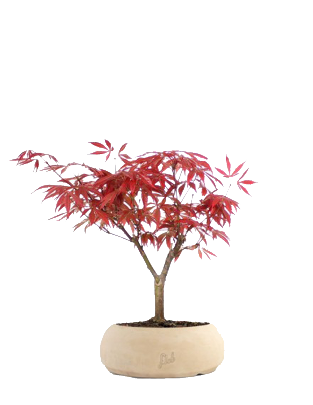 Acero rosso bonsai Red Wine - Fantastici bonsai di acero nel