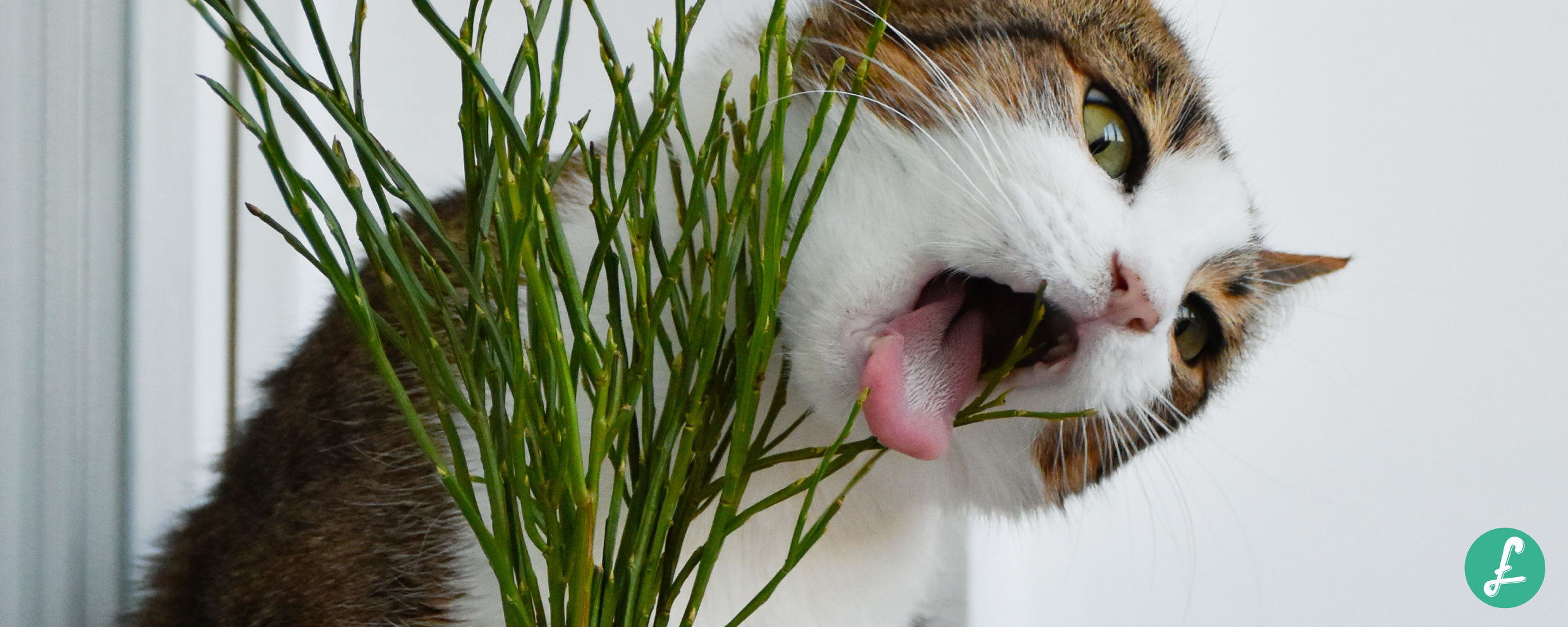 Come tenere lontani i gatti dai vasi e dalle piante - greenMe