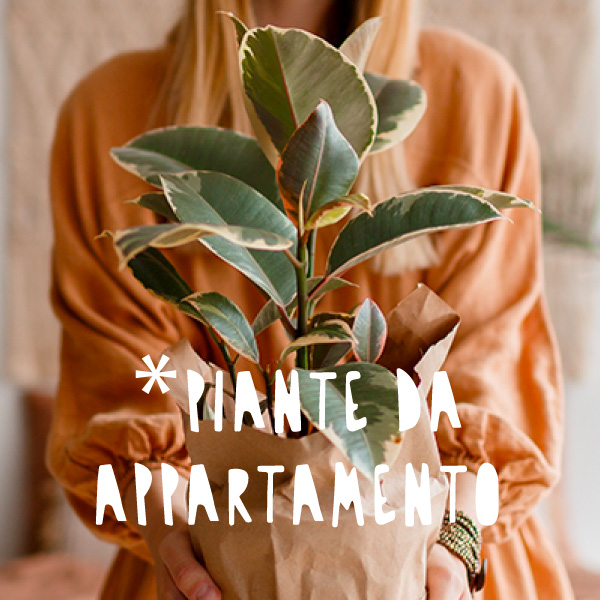 bonsai online