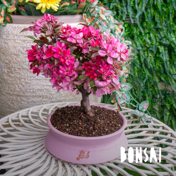 SUPVOX 4 Pezzi Vaso Bonsai Ovale in Plastica Spessa Set Di Grasse E Verde Design Elegante E Moderno Dimensioni 31.5X21Cm Colore Marrone