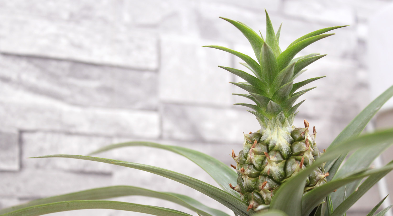 Stop snoring? You can, with Pineapple plant! -