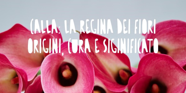 Calla: La Regina dei Fiori - Origini, Cura e Significato