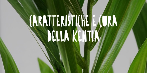 Kentia Howea Forsteriana, eleganza tropicale: Caratteristiche e Cura 
