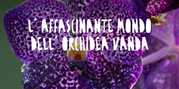 L'affascinante mondo dell'orchidea Vanda: Storia, curiosità e cura di una meravigliosa pianta