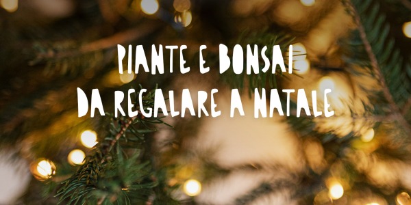 Piante e Bonsai da Regalare a Natale: Significati e Cura