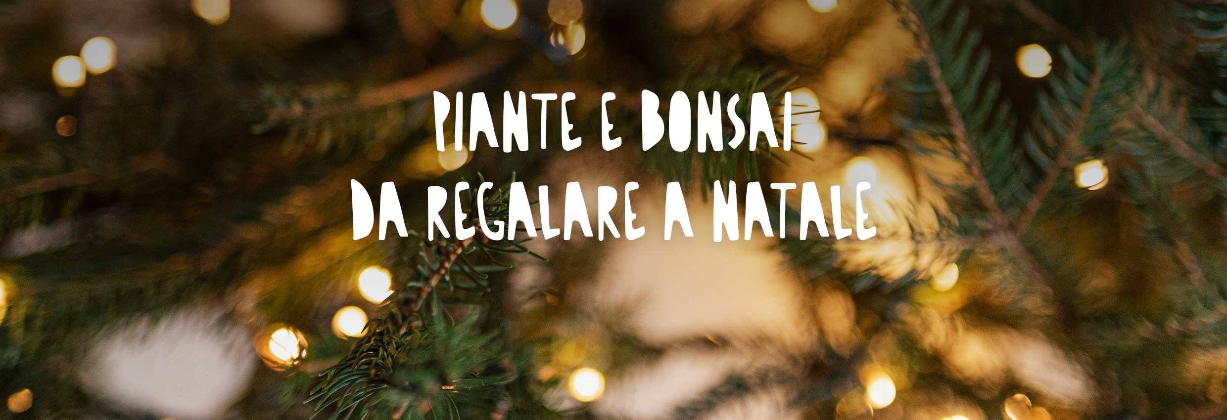 Cosa significa bonsai e perché è un bel regalo da fare a una persona cara -  inNaturale