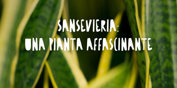Scopri la Sansevieria: La Pianta Affascinante dal Pollice Verde