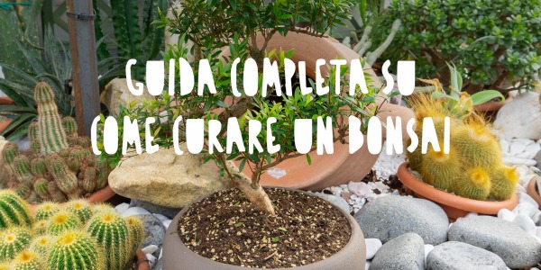 Guida completa su come curare un bonsai: consigli per mantenere la bellezza e la salute delle tue piante
