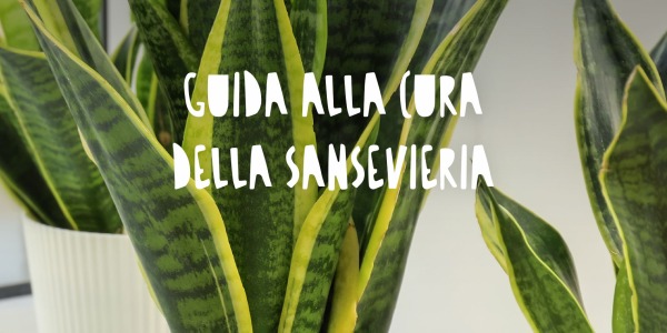 Sansevieria: Guida Completa alla Cura della Pianta Serpente