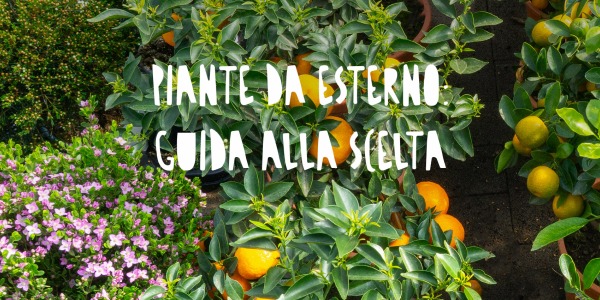 Piante da Esterno: Guida alla Scelta, Fioritura e Cura per Giardino e Terrazzo ?