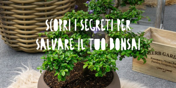 Il Tuo Bonsai Sta Morendo? Scopri i Segreti per Salvarlo e Farlo Vivere a Lungo