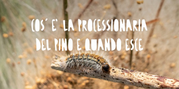 Processionaria del Pino: Cos’è, Perché È Pericolosa e Come Proteggere Giardini e Animali