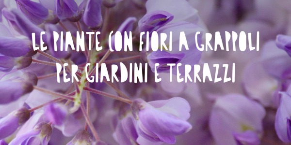 Le Piante con Fiori a Grappoli: Bellezza in Cascata per Giardini e Terrazzi