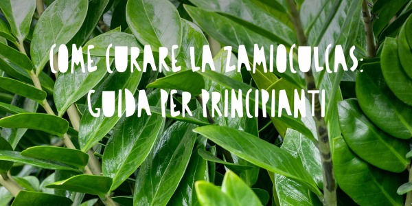 Come Curare la Zamioculcas: Guida Completa per Principianti