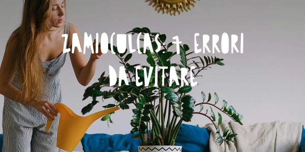 Zamioculcas: 7 Errori da Evitare per Mantenere la Pianta Sana