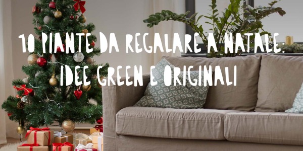 Le 10 piante da regalare a Natale: eleganza, significato e un tocco green sotto l’albero