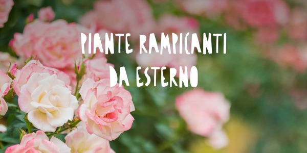 Piante rampicanti da esterno: le varietà più belle per pergolati, recinzioni e balconi