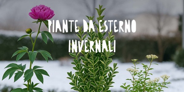 Piante da esterno invernali: colore e vita anche nei mesi freddi