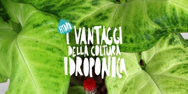 I vantaggi della coltura idroponica per le piante da appartamento