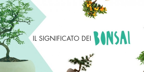 Significato del Bonsai: un'antica forma d'arte botanica