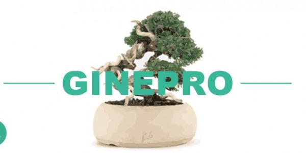 Bonsai di Ginepro: una delle piante più usate nell'arte bonsai