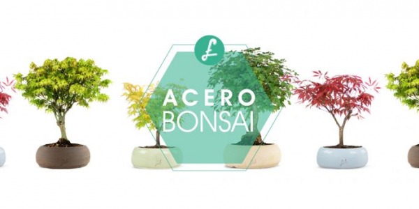 Acero bonsai: una tra le piante preferite per l'arte bonsai