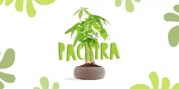Pachira, nota come “l’albero della buona sorte”
