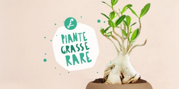 Piante grasse rare: le piante succulente più ricercate