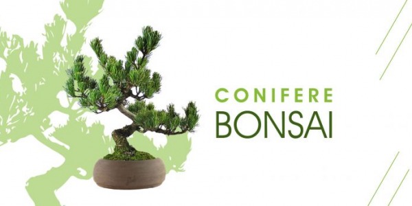 Conifere bonsai: piante rustiche, resistenti ed evocative