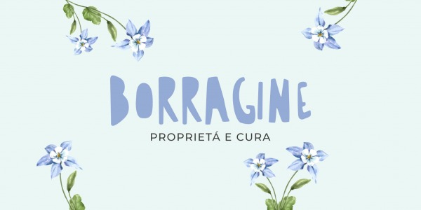 Che cos è la borragine e quali proprietà: Tanti buoni motivi per coltivarla 