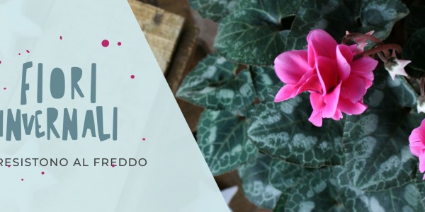Quali sono i fiori invernali che resistono al freddo